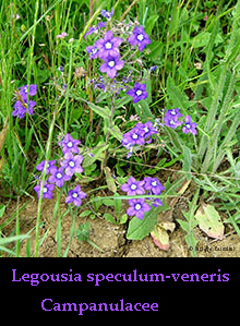 Legousia speculum-veneris