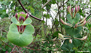 Lonicera caprifolium