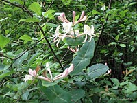 Caprifoglio - Lonicera caprifolium