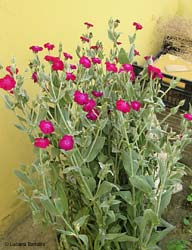 Lychnis coronaria