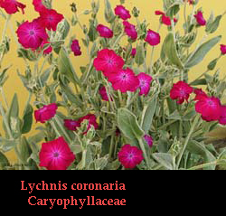 Lychnis coronaria