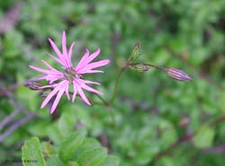 Lycnis flos-cuculis