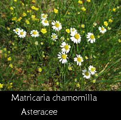 Matricaria chamomilla la camomilla comune