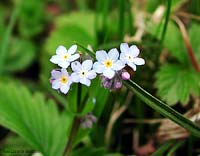 Myosotis sylvatica