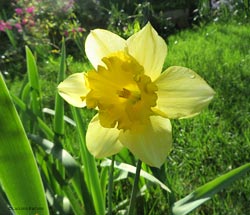 Narciso dai petali gialli