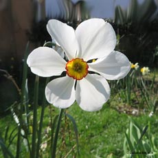 Narciso selvatico Narcissus poeticus