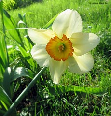 Questa immagine rappresenta un fiore di narciso