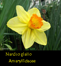 Narciso giallo/arancio