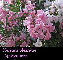 fiori dell'Oleandro - Nerium oleander