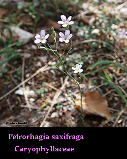Petrorhagia saxifraga