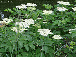 Pianta di Sambucus nigra