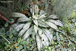 Pulmonaria officinalis