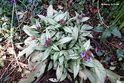 Pulmonaria officinalis