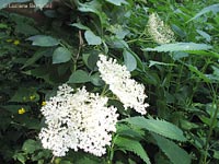 Sambucus nigra