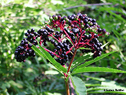 Sambucus nigra frutti
