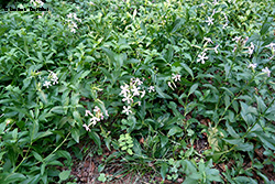 Saponaria officinalis
