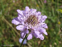 Scabiosa-sp.