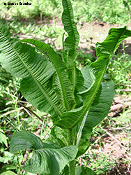 Cardo del Lanaioli