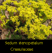 Sedum stenopetalum