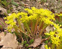 Sedum stenopetalum