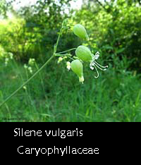 Silene vulgaris