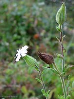 Silene