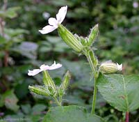 Silene