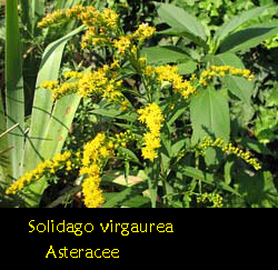 Verga d'oro comune - Solidago virgaurea