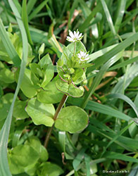 Stellaria neglecta