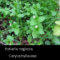 Stellaria neglecta