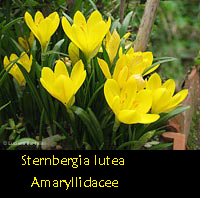 Sternbergia lutea