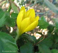 Sternbergia lutea, lo zafferanastro giallo