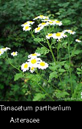 Tanacetum parthenium - Matricale - Amareggiola