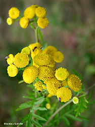 Tanacetum vulgaris - Tanaceto