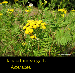 Tanacetum vulgaris - Tanaceto