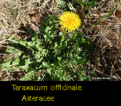 Taraxacum officinale