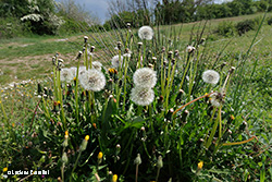 Soffioni di Taraxacum officinale