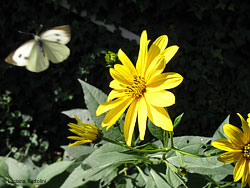 fiore di Topinambur con farfalla bianca