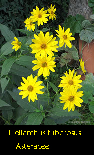 Helianthus tuberosus il topinambur