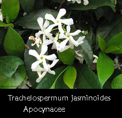 fiori di Trachelospermum jasminoides il falso Gelsomino