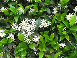 Pianta di Trachelospermum jasminoides il falso gelsomino