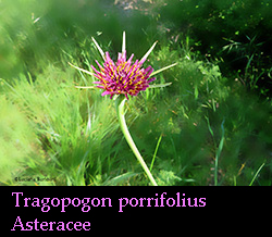 Tragopogon porrifolius