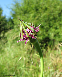 Tragopogon porrifolius