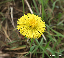 fiore Tussilago Farfara