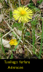 Tussilago farfara