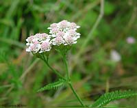 Achillea millefoglie