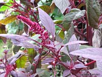 fiore a forma di spiga dell' Amaranto