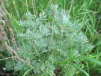 pianta di Artemisia absinthium, l'assenzio maggiore