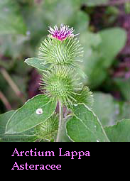 Bardana fiore - Arctium Lappa