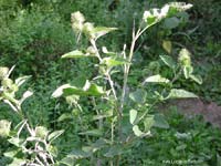 Bardana - Arctium Lappa